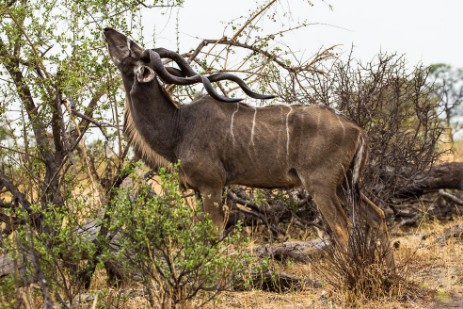 Kudu beim Fressen im Bwawata Nationalpark