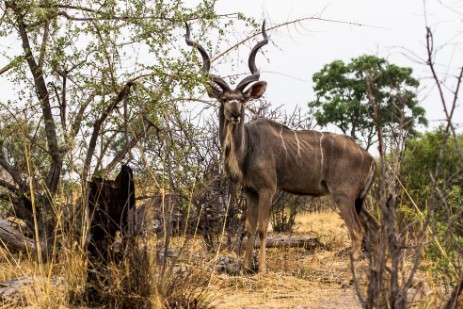 Kudu im Bwawata NP Caprivi