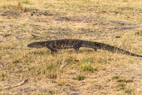 Waran im Bwawata NP in Caprivi