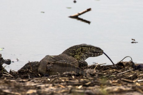 Waran im Bwawata NP in Caprivi