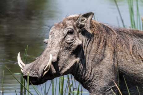 Warzenschweine im Bwawata NP in Caprivi