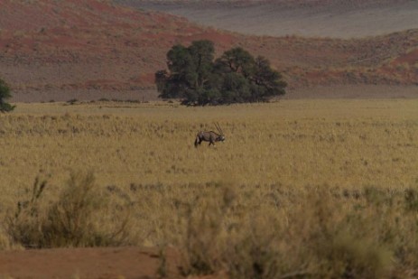 Oryx hinter Sesriem Campsite