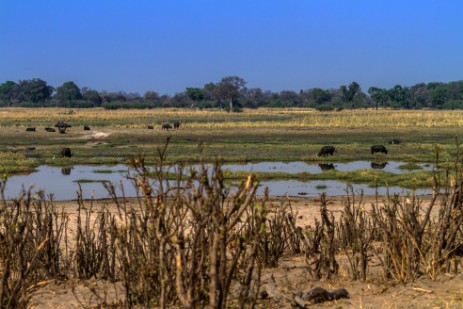 Büffel in Buffalo Core Area im Bwawata NP