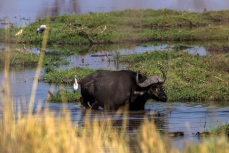 Büffel in Buffalo Core Area im Bwawata NP