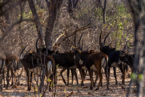 Sables in Buffalo Core Area im Bwawata NP