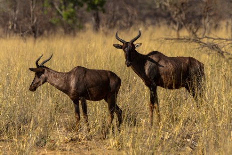 Antilopen im Mahango NP