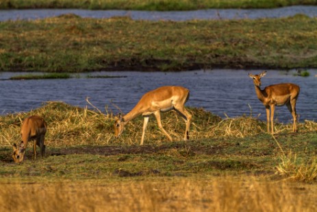 Antilopen im Mahango NP