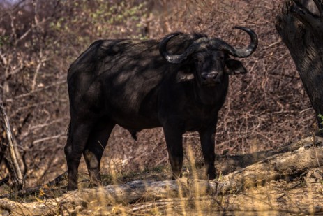 Büffel im Mahango NP