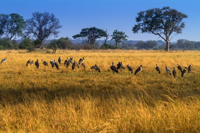 Marabus bei Mambwa Camp