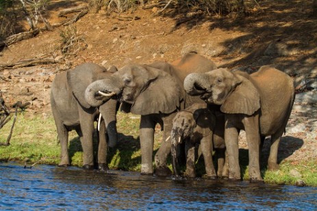 Elefanten am Chobe