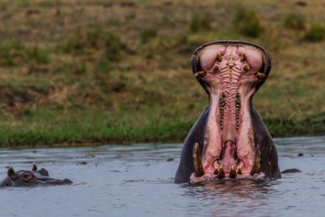 Hippo mit aufgerissenem Maul im Chobe
