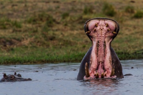 Hippo mit aufgerissenem Maul im Chobe