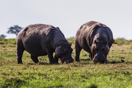 Hippos an Land am Chobe