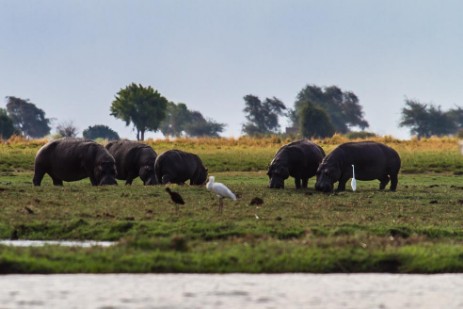 Hippos an Land im Chobe NP