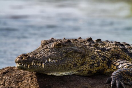 Krokodil am Chobe