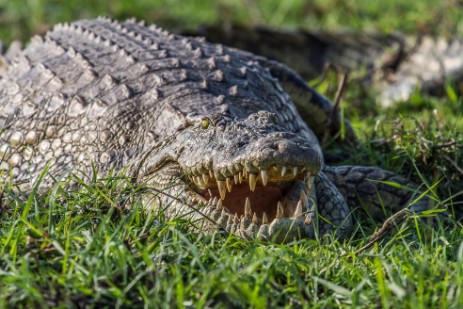 Krokodil am Chobe