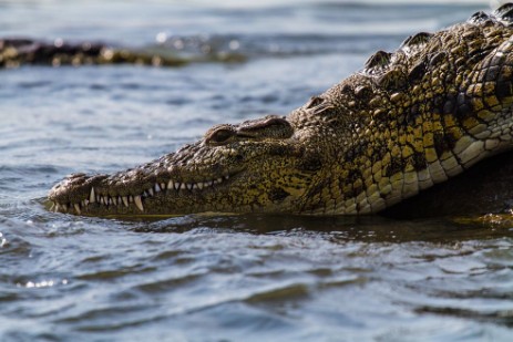 Krokodil am Chobe