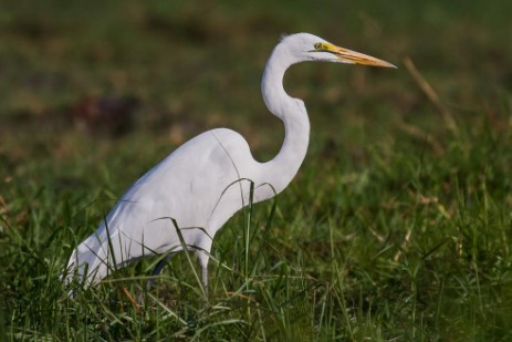 Reiher im Chobe NP