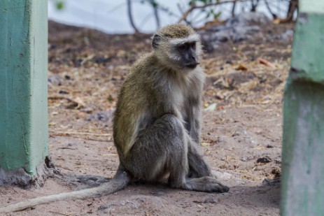 Affe an Picknickplatz im Chobe Nationalpark