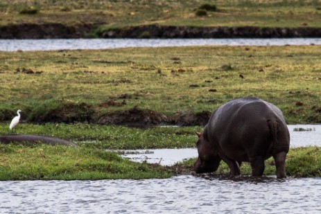 Hippo im Chobe Nationalpark