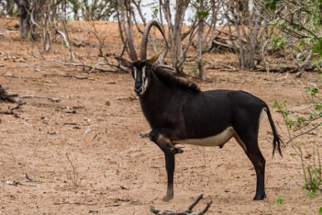 Sable im Chobe NP