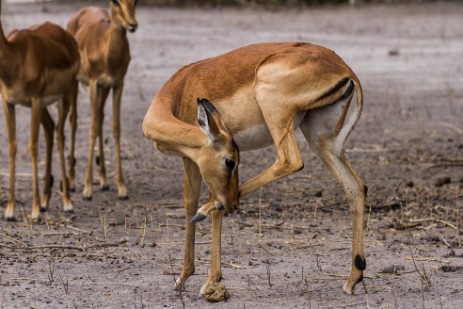 Impala im Chobe NP