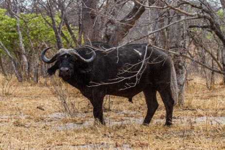 Büffel im Chobe NP