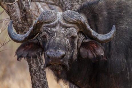 Büffel im Chobe NP