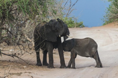 Säugender Elefant auf Piste im Chobe NP