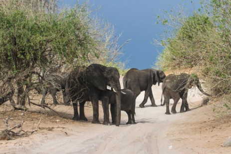 Säugender Elefant auf Piste im Chobe NP