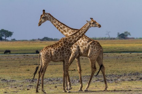 Giraffen im Chobe NP