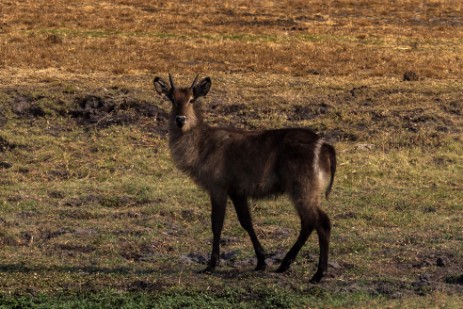 Wasserbock im Chobe Nationalpark