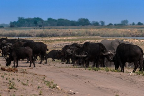 Büffel und Elefant überqueren Piste im Chobe NP