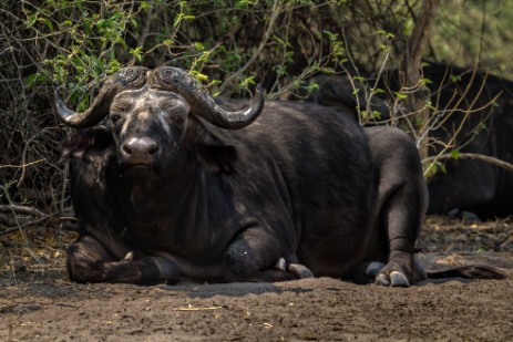 Büffel im Chobe Nationalpark