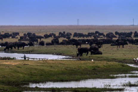 Büffelherde im Chobe Nationalpark