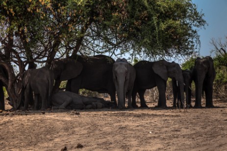 Elefanten im Chobe Nationalpark