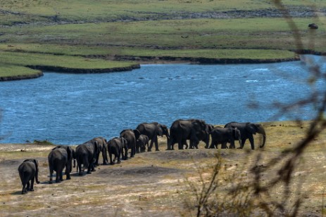 Elefanten auf Weg zum Fluss im Chobe Nationalpark