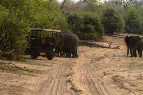 Elefanten auf Piste im Chobe Nationalpark