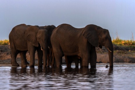 Elefanten schwimmen durch Chobe