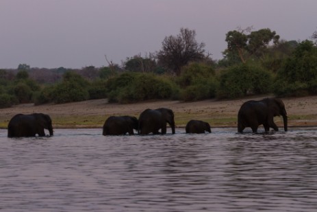 Elefanten schwimmen durch Chobe