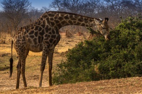 Giraffe im Chobe Nationalpark