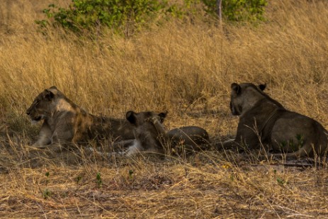 Löwen im Chobe Nationalpark