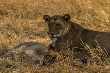 Löwen im Chobe Nationalpark