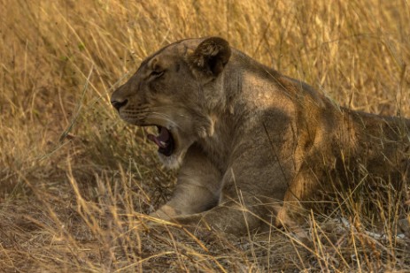 Löwen im Chobe Nationalpark