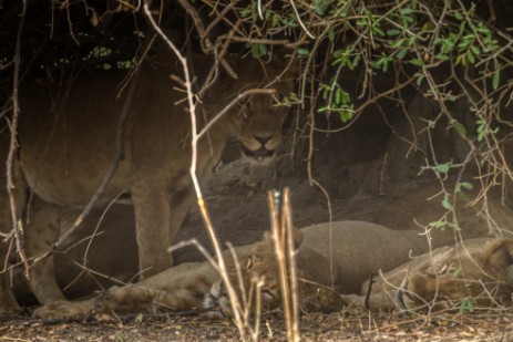 Löwen im Chobe Nationalpark