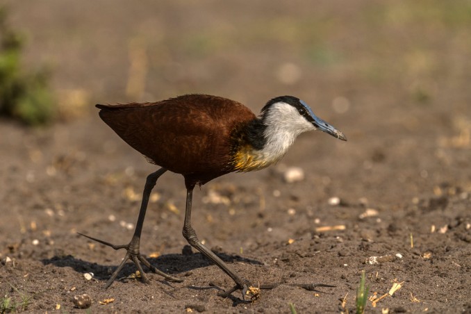 Vogel im Chobe Nationalpark
