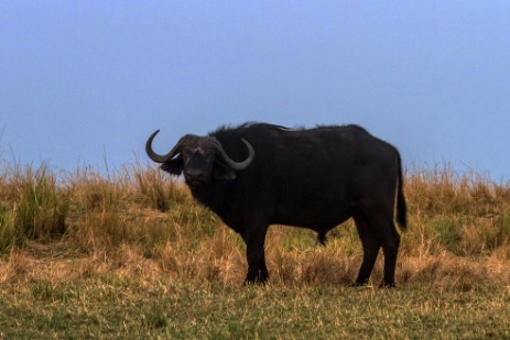 Büffel im Chobe Nationalpark