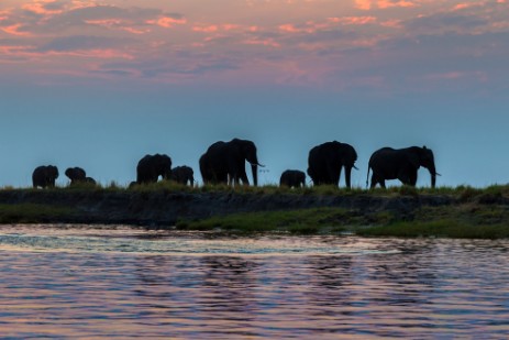 Elefanten am Chobe bei Sonnenuntergang