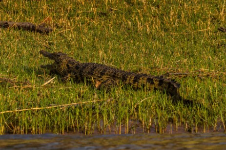 Krokodil im Chobe Nationalpark