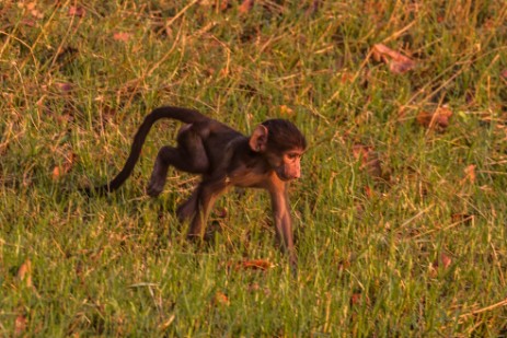 Junger Pavian im Chobe Nationalpark